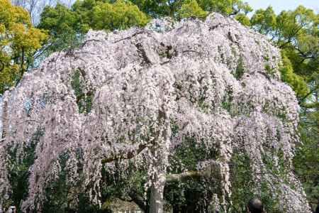 京都御苑　出水の桜-7
