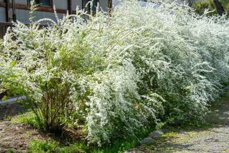 京都御苑　白く流れるユキヤナギ