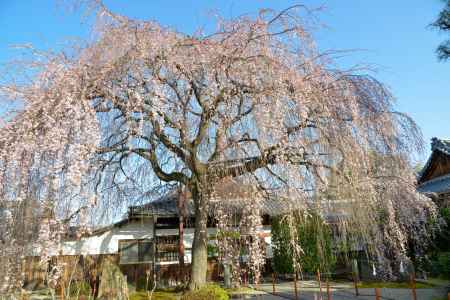 本満寺　3月18日の桜2