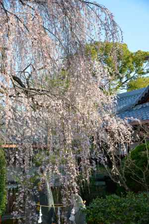 本満寺　3月18日の桜5