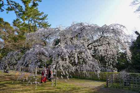 京都御苑　近衛邸跡の枝垂れ桜3/18-1