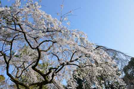 京都御苑　近衛邸跡の枝垂れ桜3/18-2