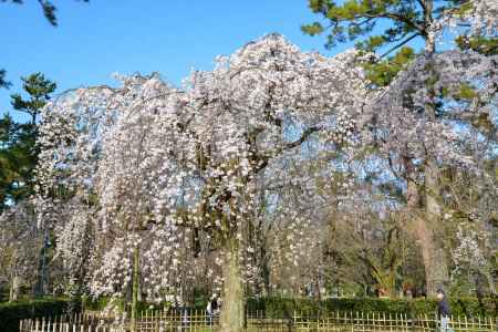 京都御苑　近衛邸跡の枝垂れ桜3/18-4