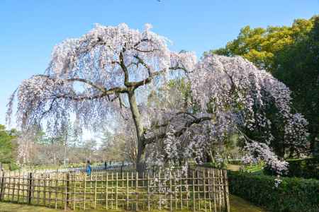 京都御苑　出水の枝垂れ3/18-1
