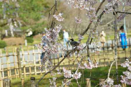 京都御苑　出水の枝垂れ3/18-4