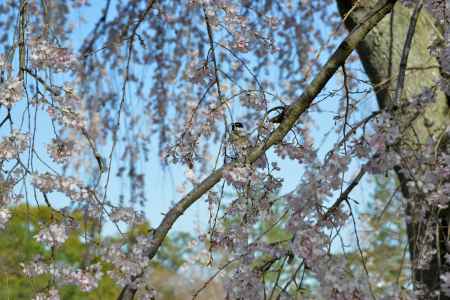 京都御苑　出水の枝垂れ3/18-5