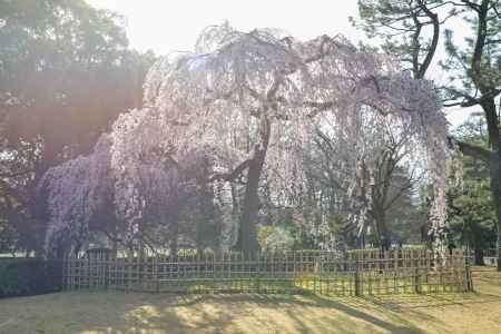 京都御苑　出水の枝垂れ3/18-7
