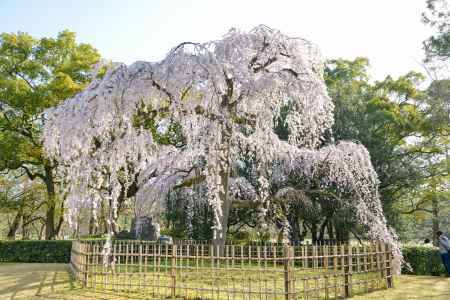 京都御苑　出水の枝垂れ3/18-8