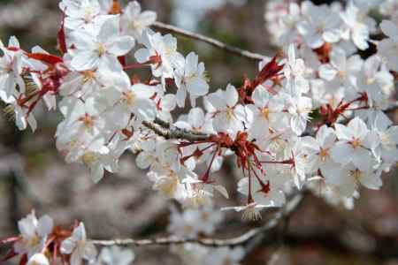 京都府立植物園　サクラサク