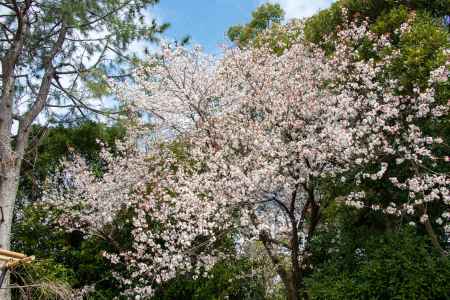 半木の道　開花しました
