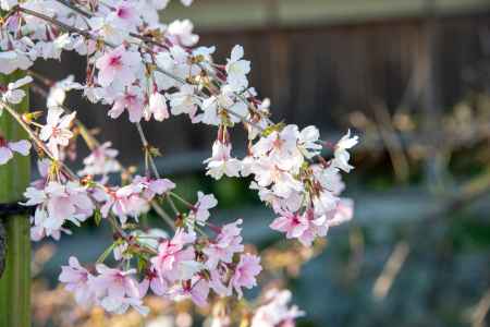 祇園白川の春1