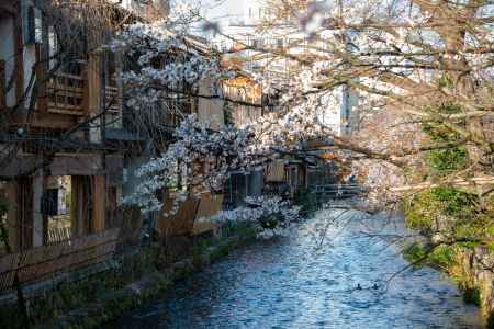 祇園白川の春2