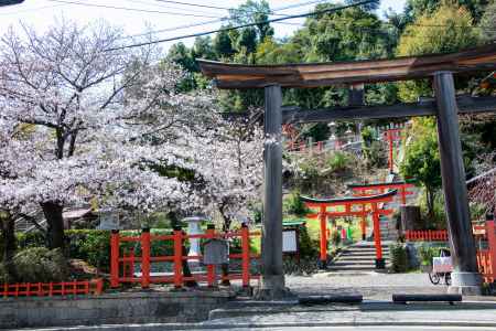 建勲神社　3月23日の桜1
