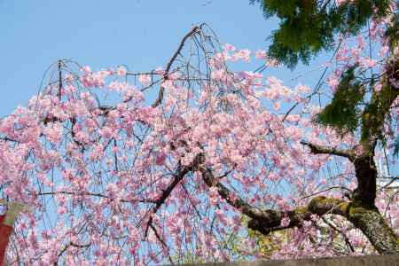 水火天満宮　3月23日の桜1