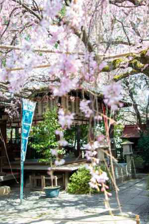 水火天満宮　3月23日の桜5