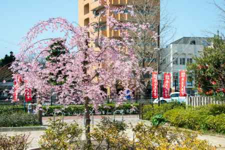 水火天満宮　公園サクラ