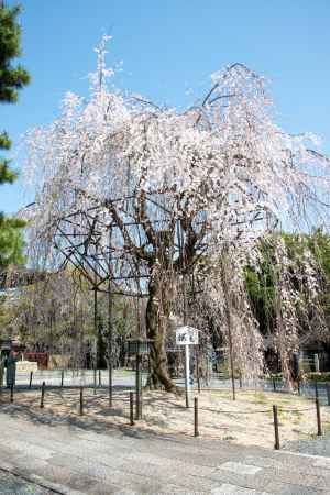 千本釈迦堂　3月23日の桜1