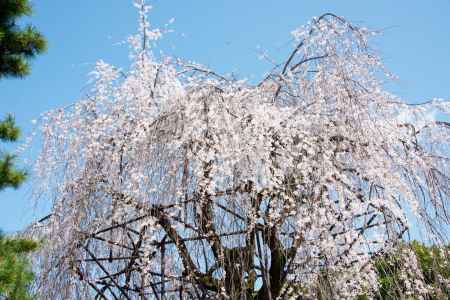千本釈迦堂　3月23日の桜2