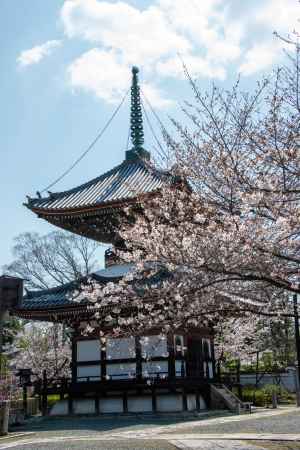 本法寺　3月23日の桜1