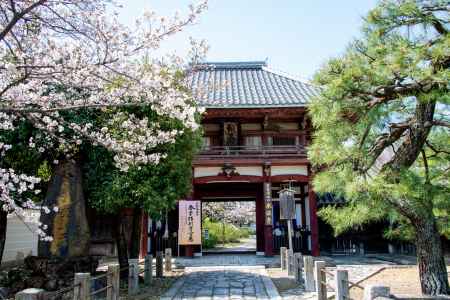 本法寺　3月23日の桜5