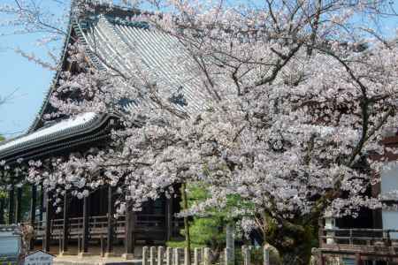 本法寺　3月23日の桜6