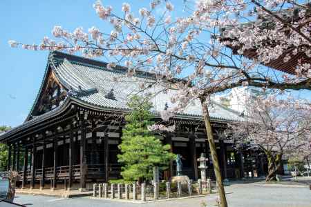 本法寺　3月23日の桜7