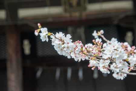 立本寺　3月23日の桜3