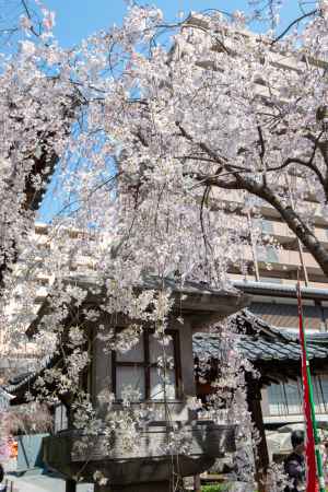 六角堂　3月23日の桜2