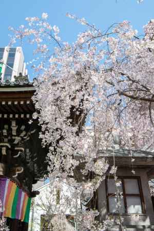 六角堂　3月23日の桜3