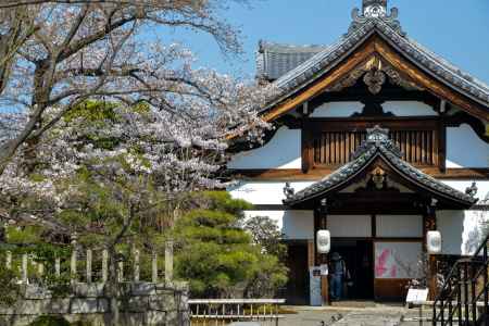 妙覚寺　3月23日の桜1