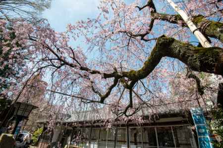 水火天満宮　3月27日の桜3
