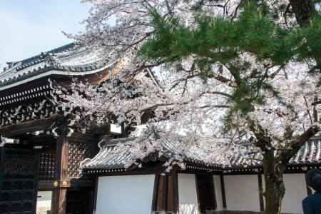 佛光寺　3月27日の桜3