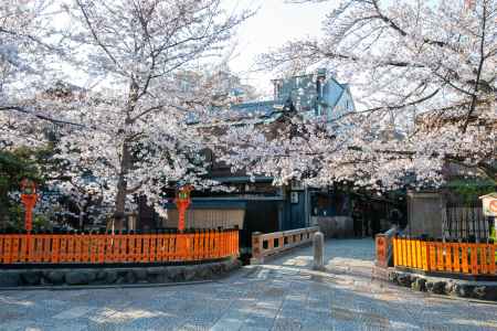 白川巽橋　3月27日の桜2