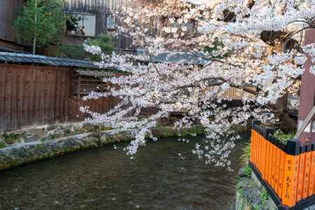 白川巽橋　3月27日の桜4