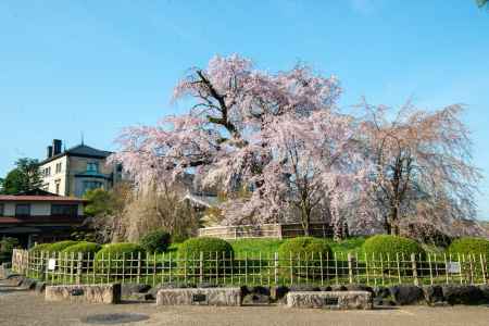 円山公園　3月27日の桜5