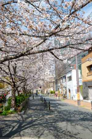 白川沿いの桜1