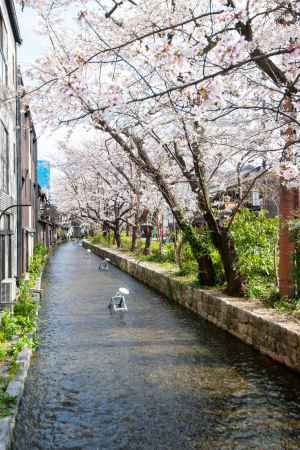 木屋町の桜2