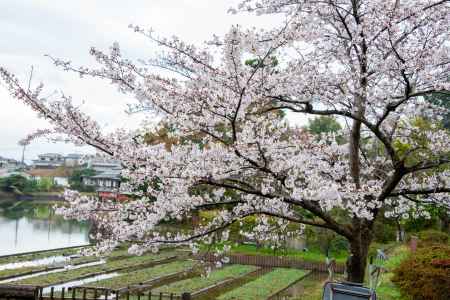 長岡天満宮　3月28日の桜3