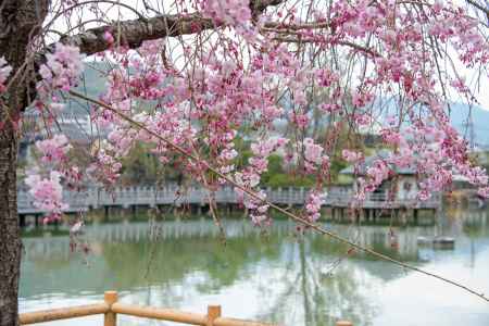 長岡天満宮　3月28日の桜4