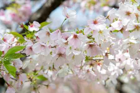 京都府立植物園　天城吉野