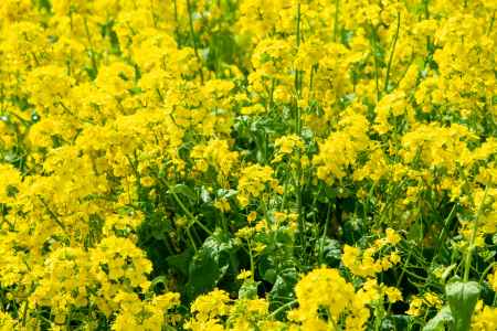 京都府立植物園　黄色一面