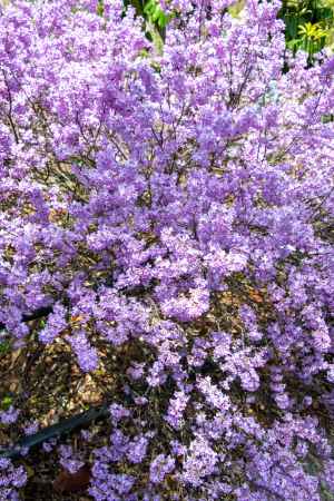 京都府立植物園　フジモドキ