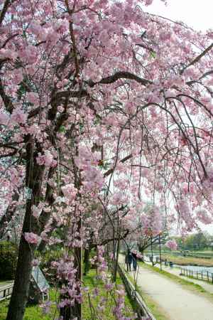 半木の道　3月29日の桜1