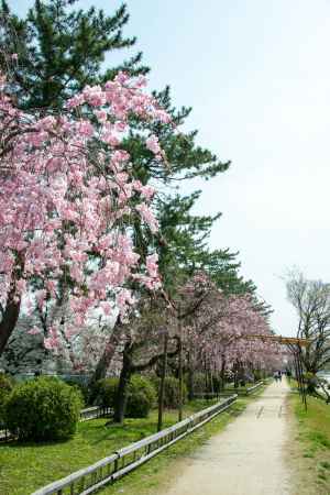 半木の道　3月29日の桜2