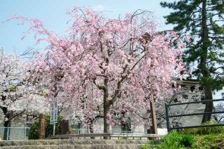 半木の道　3月29日の桜6