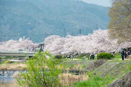 3月29日　鴨川沿いの桜1