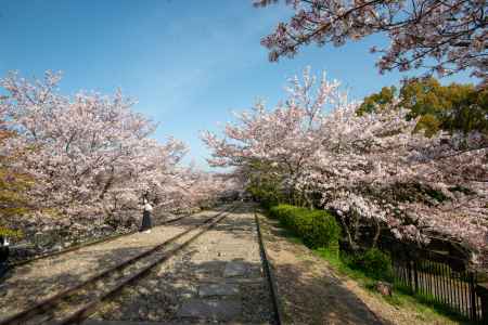 蹴上インクライン　4月1日の桜1
