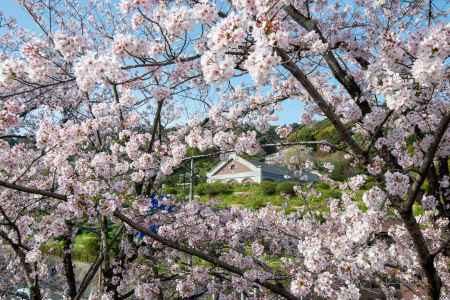 蹴上インクライン　4月1日の桜3