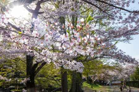 蹴上インクライン　4月1日の桜5