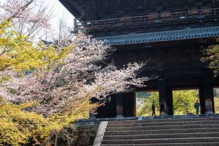 南禅寺　4月1日の桜1